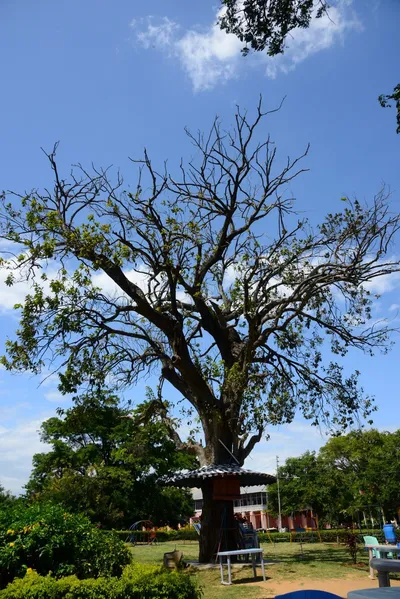 DSC_9113 (Large).JPG